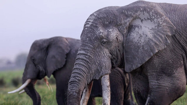 African Elephant bull with long tusks close-up, Amboseli