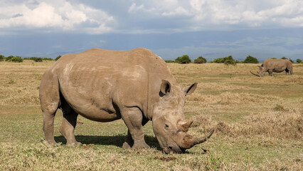 White rhino grazing on open grassland, second in background © Banu