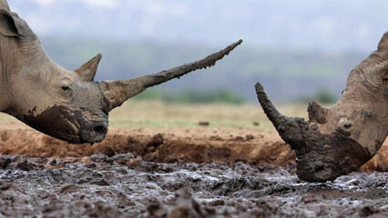 White Rhinos sparring horn to horn across a wallow © Banu
