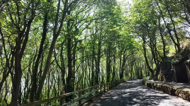 Falmouth Cornwall UK. 13.08.2026. Video.  Driving along the  coastal headland road away from Falmouth towards Castle Beach.  Forest with sunlight dappling the ground and trees lining the way