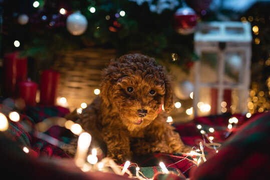 Festive holiday scene with a cute puppy relaxing near a decorated Christmas tree indoors