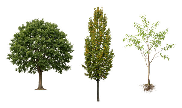 Isolated Broadleaf Tree Collection with Exposed Roots