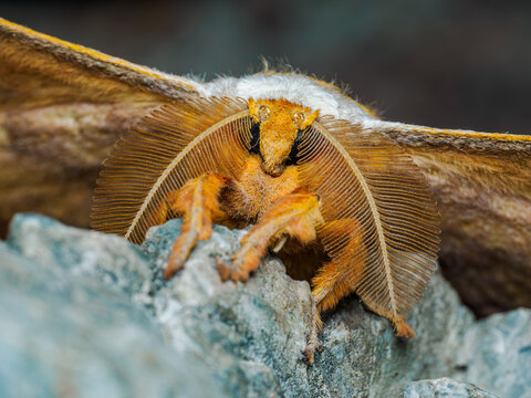 Japanese Oak Silkmoth (Antheraea yamamai) &ndash; Macro Close-Up of Head and Feathery Antennae