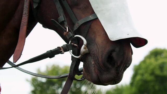 Closeup profile view of brown warhorse muzzle wearing steel shaffron plate armor and leather bridle with metal bit during medieval tournament.