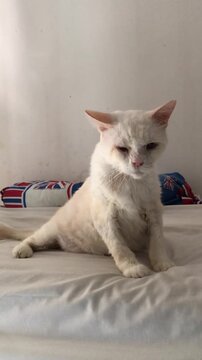 A grumpy looking white cat sitting on a bed in a bedroom.