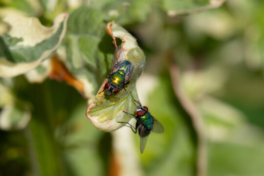 Common Green Bottle Flies sat on a leaf, England, UK.