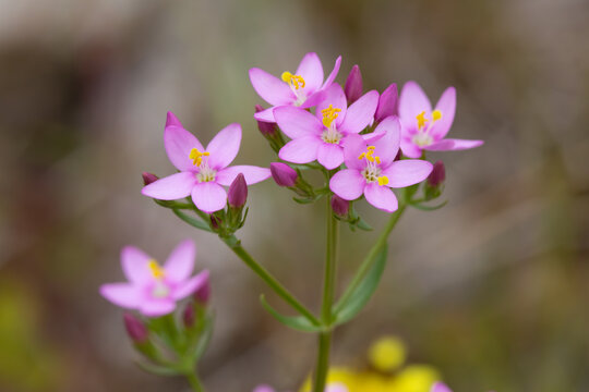 Close up of a Common Centuary plant in a meadow during summer, England, UK.