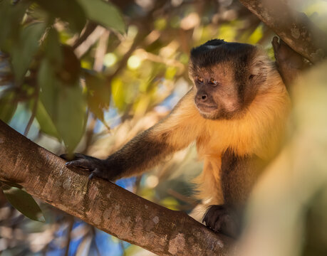 capuchin monkey in the tree