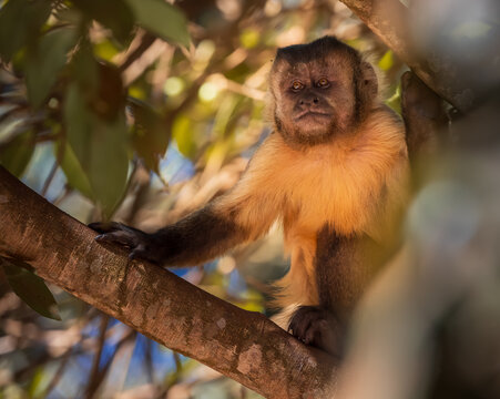 capuchin monkey in the tree