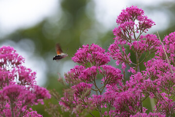 Fototapeta premium Hummingbird Hawkmoth feeding off Red Valerian during Summer. England, UK