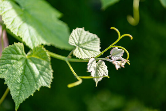 Green leaves cover each grapevine in the vineyard. Grapevine leaves bring fresh greenery to summer cultivation. Grapevine green leaves of grapes in vineyard nature