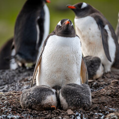 Gentoo penguin calling skyward beside two chicks © Georg