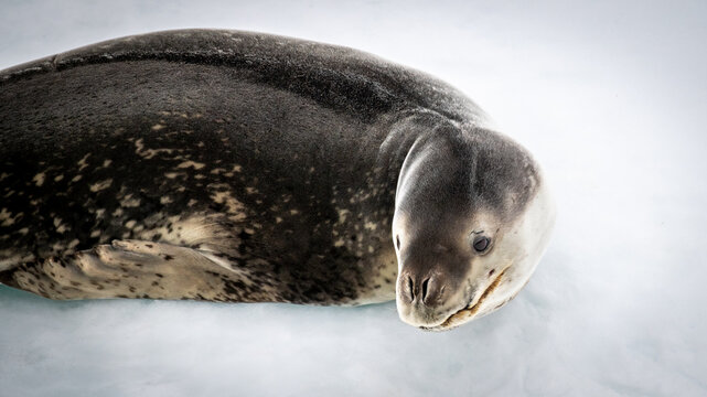 Leopard seal resting with head raised on ice