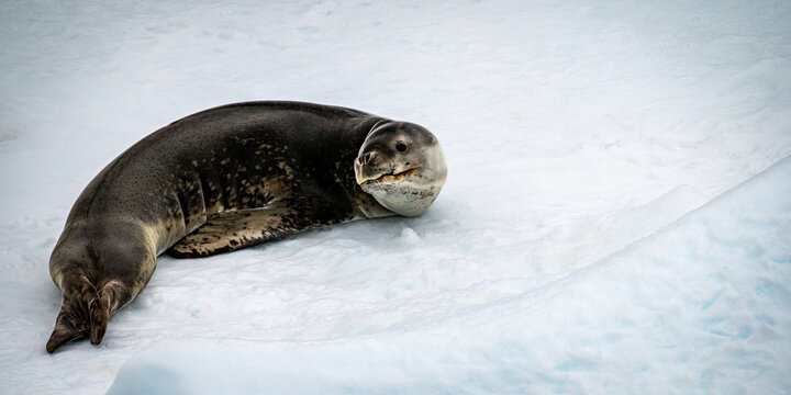 Leopard seal lying stretched out on sea ice