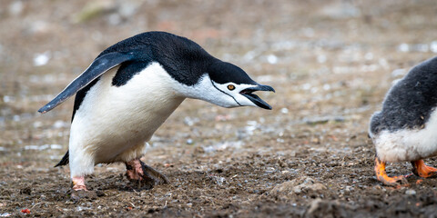 Chinstrap penguin calling loudly beside its chick © Georg