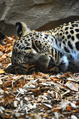Sleeping leopard close up portrait on wood chips in a zoo enclosure. © Cengiz Photography