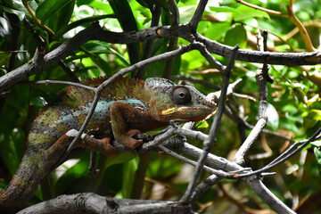 Colorful panther chameleon perched on branches surrounded by green leaves. © Cengiz Photography