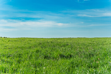 Obraz premium Beautiful green grass meadow under a bright blue sky with light clouds.