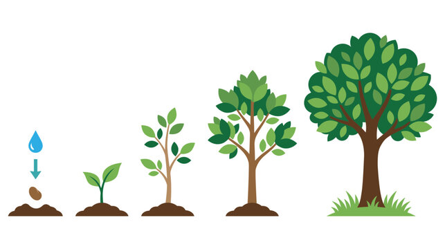 Stages of plant growth from seed to big green tree on white.
