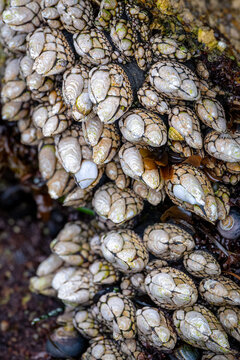 Close-up colony of gooseneck barnacles attached to a rocky intertidal shore