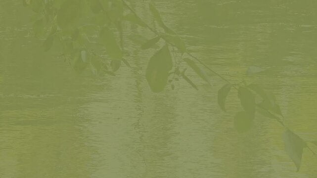 Branch w/Leaves Blowing in Breeze Over Lightly Rippling Water-Muted Monochromatic Look in Avocado or Olive Green Hues Backdrop, Background, Border, Frame w/ space for message, text  or other content