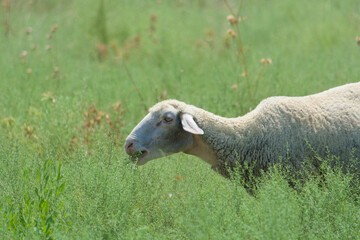 A sheep is grazing on a green meadow © saprygins