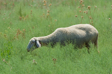 A sheep is grazing on a green meadow © saprygins