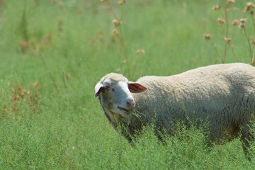 A sheep is grazing on a green meadow © saprygins