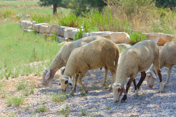 Sheep are grazing in a meadow with green grass © saprygins