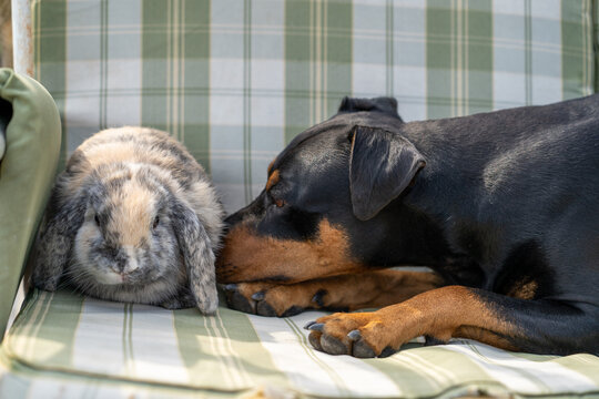 Gentle Black and Tan Rottweiler Dog Sniffing and Bonding with Cute Fluffy Lop Eared Bunny Rabbit on Green Plaid Chair Cushion