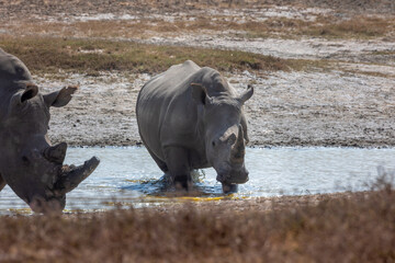 rhino in water © Jordy Blokland