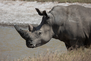rhino in the wild © Jordy Blokland