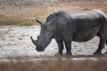 rhino in the wild © Jordy Blokland