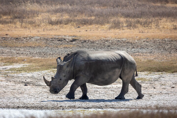 rhino in the wild © Jordy Blokland