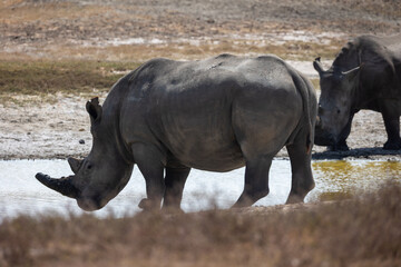 rhino in the wild © Jordy Blokland