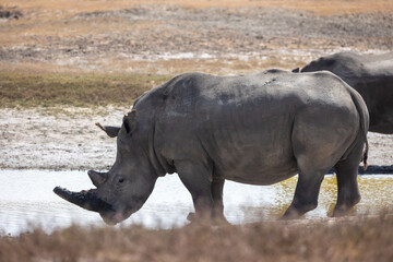 rhino in the wild © Jordy Blokland