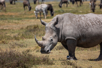 Group of Rhino © Jordy Blokland