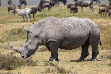 rhino in the wild © Jordy Blokland