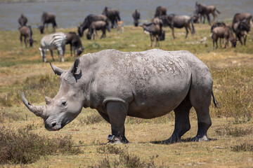 rhino in the wild © Jordy Blokland
