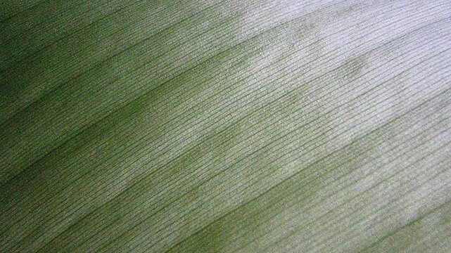 Green Banana Leaf Texture Moving Subtly for Organic Video Background in 4K Macro Slow Motion Loop