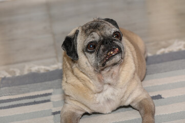 Obraz premium Close-up indoor portrait of an older fawn pug resting on a striped rug