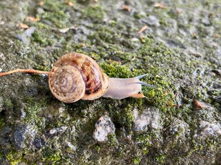 Big snail in shell crawling on road. © Kateryna
