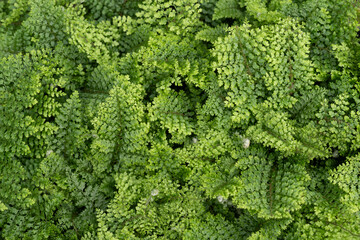 Lush polystichum setiferum fern foliage dense botanical texture background nature © o1559kip