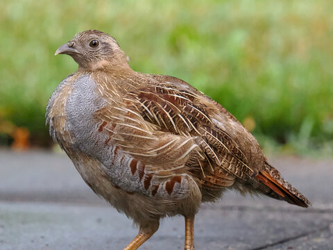 Close-up portrait of a young partridge