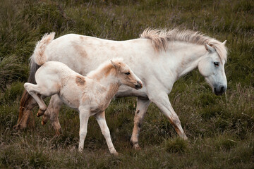 Icelandic horse with its foal - Equus ferus caballus