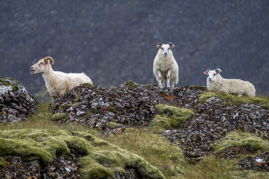Icelandic sheep - Ovis aries