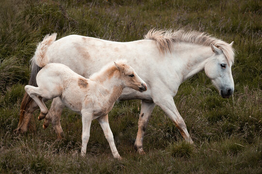 Icelandic horse with its foal - Equus ferus caballus