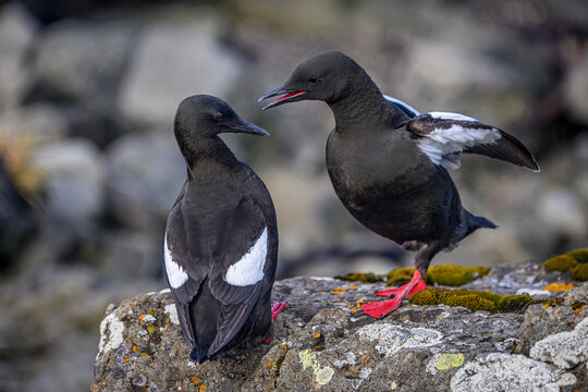 Two black guillemot squabbling - Cepphus grylle