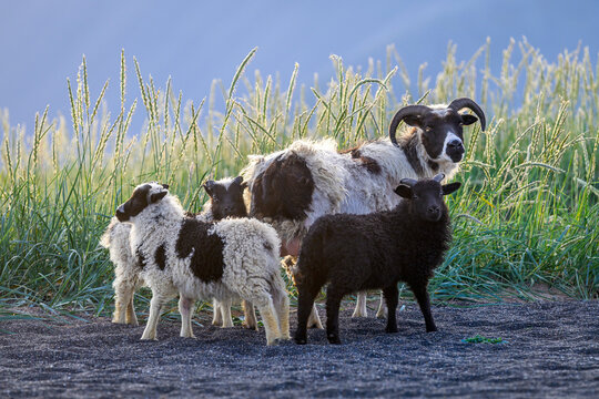 Icelandic sheep family - Ovis aries