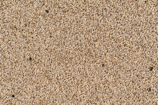Top view texture of harvested barley grains background